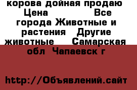 корова дойная продаю › Цена ­ 100 000 - Все города Животные и растения » Другие животные   . Самарская обл.,Чапаевск г.